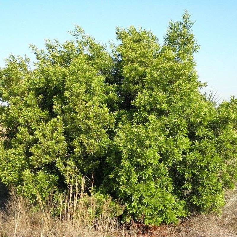 Sun Or Light Shade Can Both Work For This Shrub