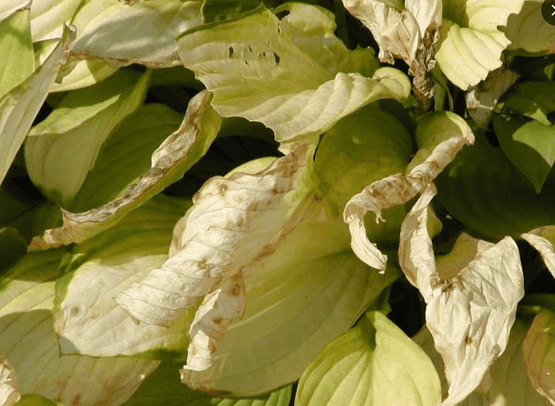Sun Scorch Affects Thin Leaved Varieties Sun Scorch Affects Thin Leaved Varieties