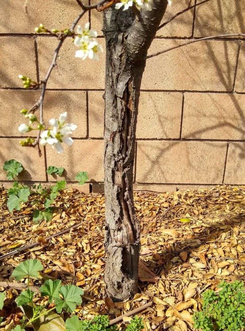 Sunburned Bark Gets A Chance To Heal Sunburned Bark Gets A Chance To Heal