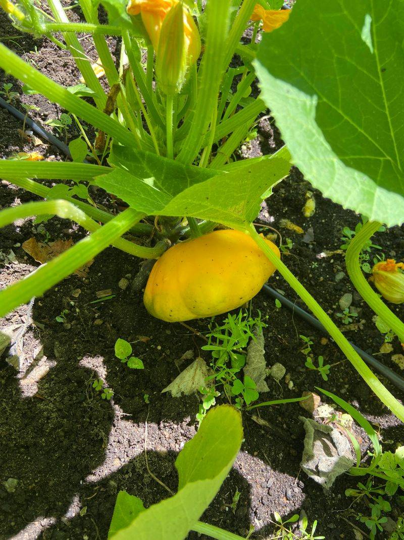 Sunburst Pattypan
