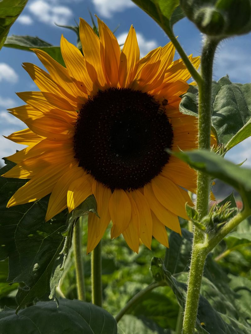 Sunflower Sunflower
