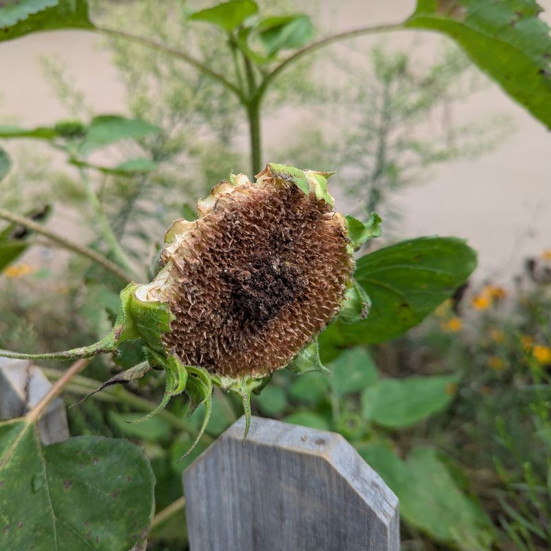 Sunflower Heads Are Worth Leaving In Place After Blooming Sunflower Heads Are Worth Leaving In Place After Blooming