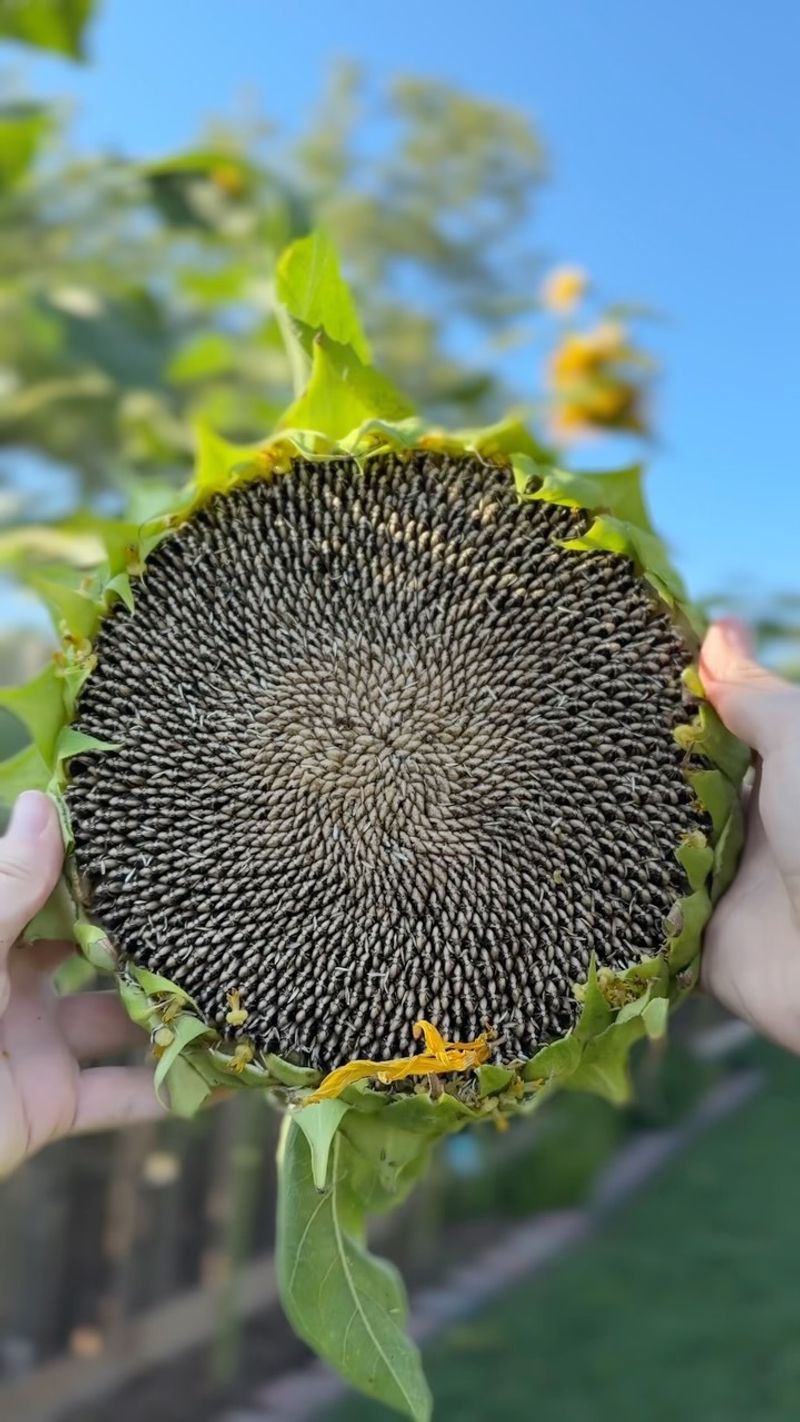 Sunflower Heads Worth Bagging Before The Birds Arrive