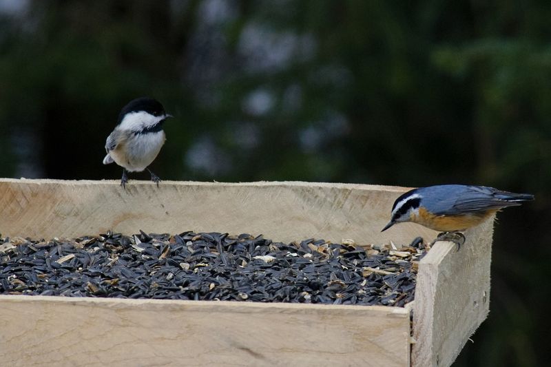 Sunflower Seeds Can Bring Them To Feeders