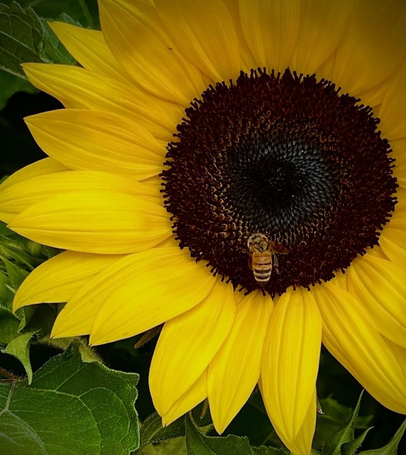 Sunflower Sunflower
