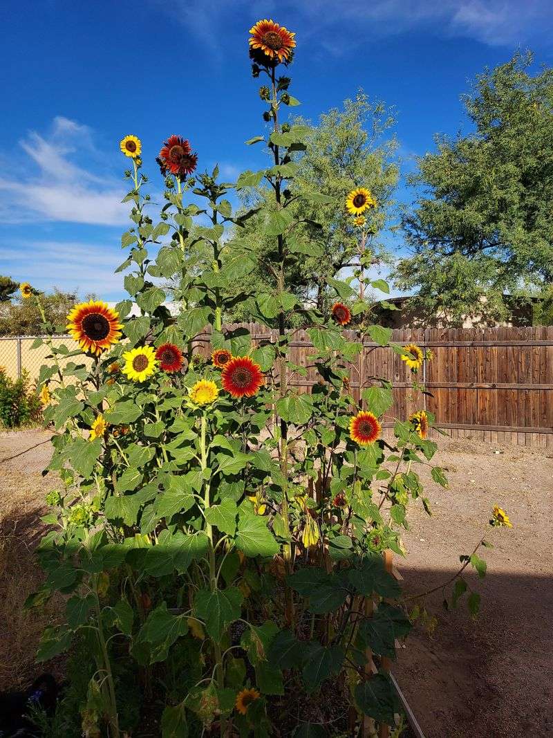 Sunflowers