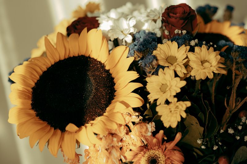 Sunflowers And Their Sneaky Chemistry Sunflowers And Their Sneaky Chemistry