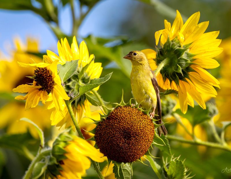 Sunflowers in Arizona