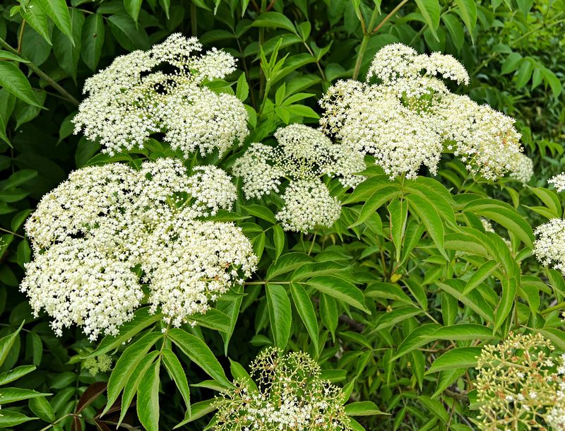 Sunlight Helps Support Flowers And Future Fruit Sunlight Helps Support Flowers And Future Fruit