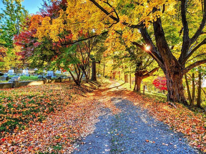 Sunny Days Help Maples Show Brighter Colors Sunny Days Help Maples Show Brighter Colors