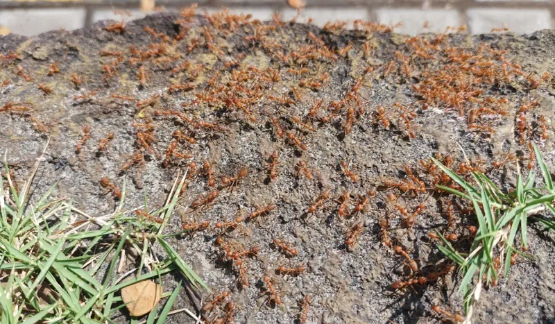 Sunny Open Lawns Give Fire Ants Prime Nesting Ground