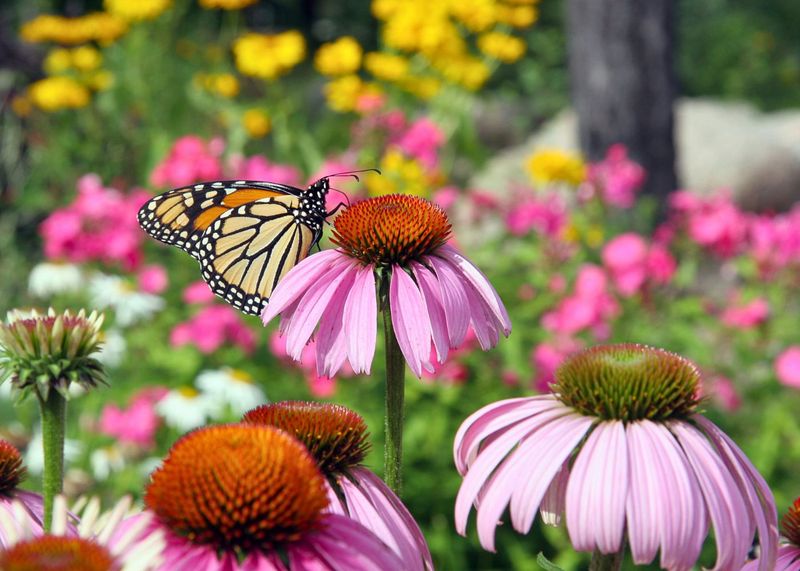 Sunny Open Meadows Are Perfect In Virginia Sunny Open Meadows Are Perfect In Virginia