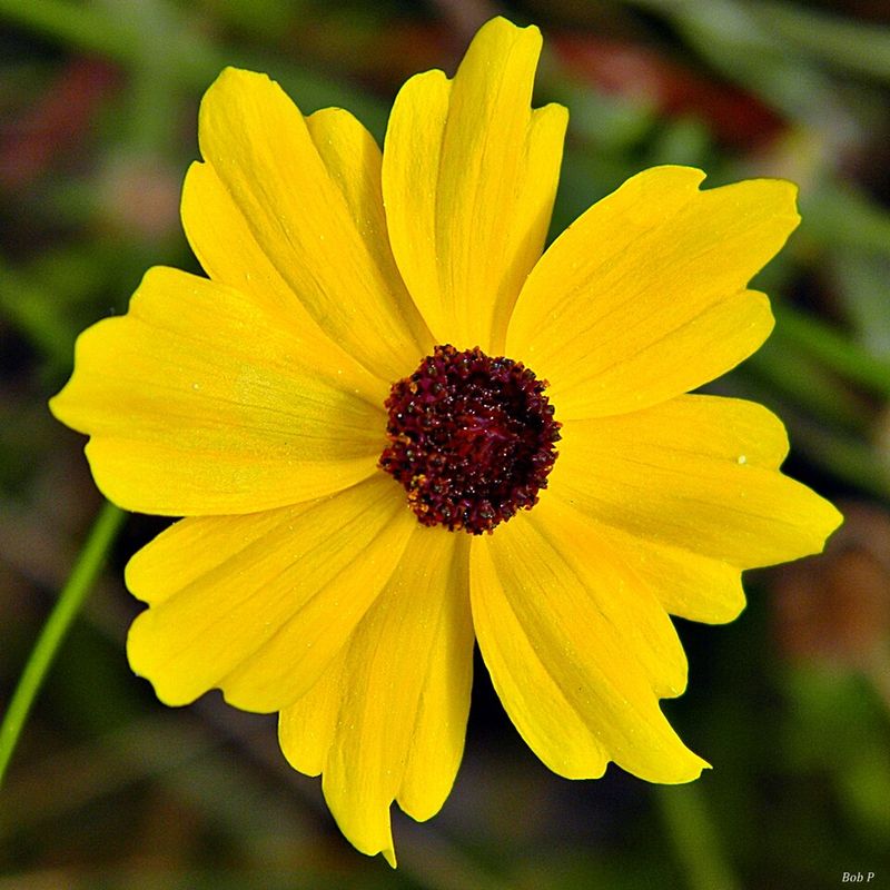 Sunny Petals Around A Dark, Velvety Eye Sunny Petals Around A Dark, Velvety Eye