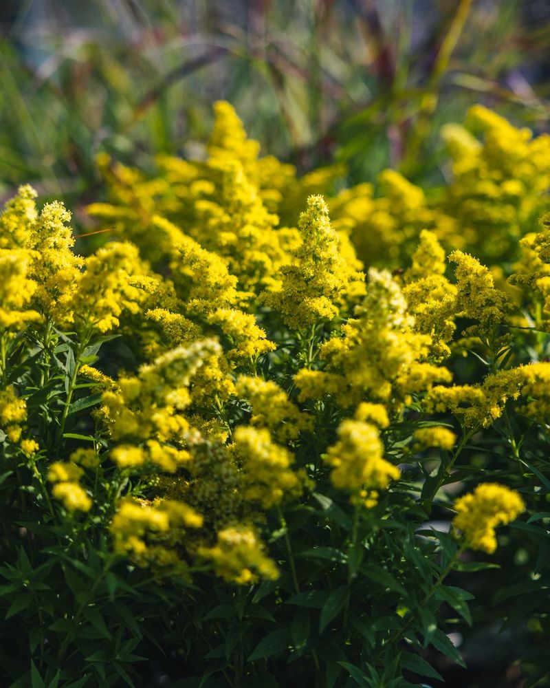 Sunny Spots Help Goldenrod Produce Plenty Of Flowers Sunny Spots Help Goldenrod Produce Plenty Of Flowers