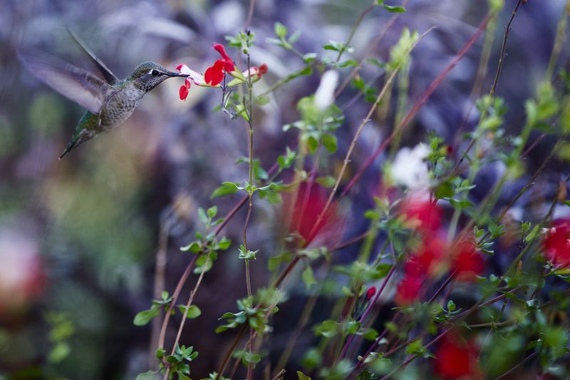 Sunny Spots Help Hummingbirds Stay Warm Sunny Spots Help Hummingbirds Stay Warm