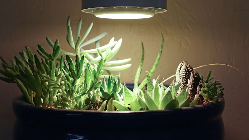Supplement with Grow Lights for Wisconsin's Dark Days