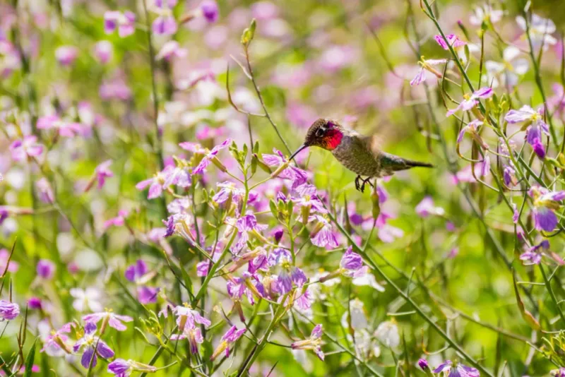 Support Arizona Hummingbirds Without Trying to Control Migration