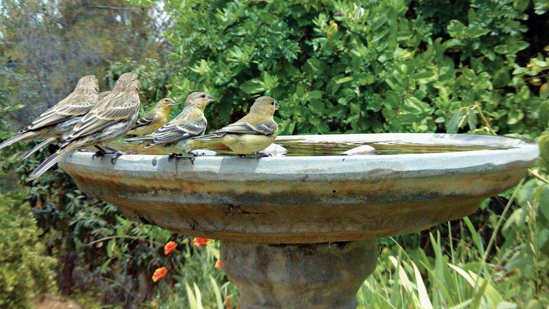 Support Finches With Better Habitat Choices Support Finches With Better Habitat Choices