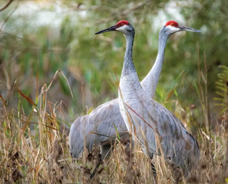 Support Local Conservation Efforts Support Local Conservation Efforts