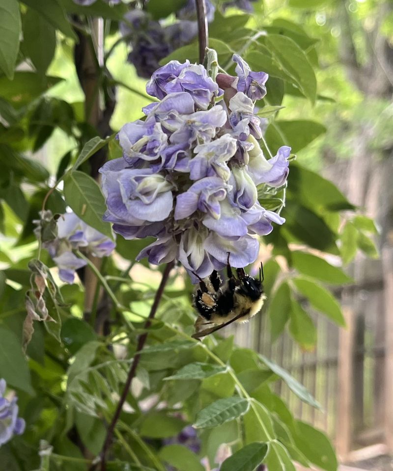 Support Native Wildlife With A Diverse Garden Support Native Wildlife With A Diverse Garden