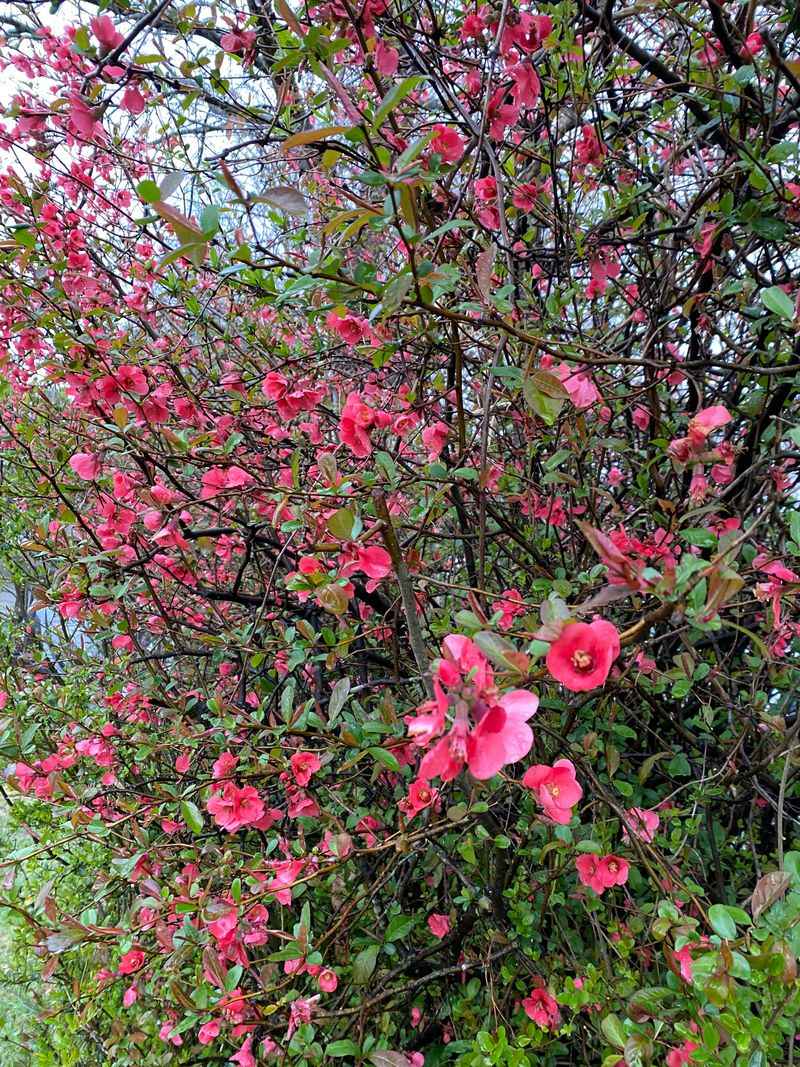 Support Newly Planted Shrubs Carefully