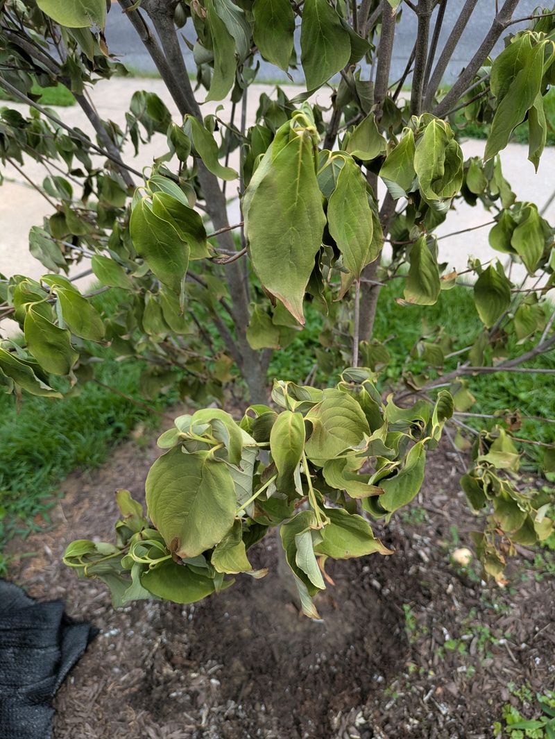 Support Stressed Dogwoods After Drought Or Damage Support Stressed Dogwoods After Drought Or Damage