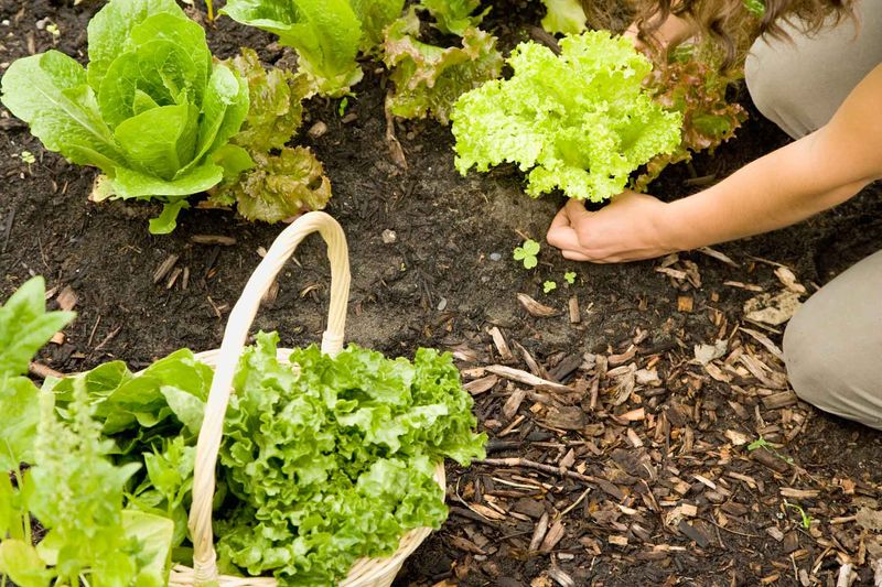 Support the Plant While It Builds Another Harvest