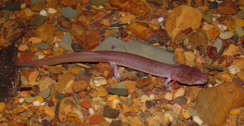 Surface Activities That Affect The Species