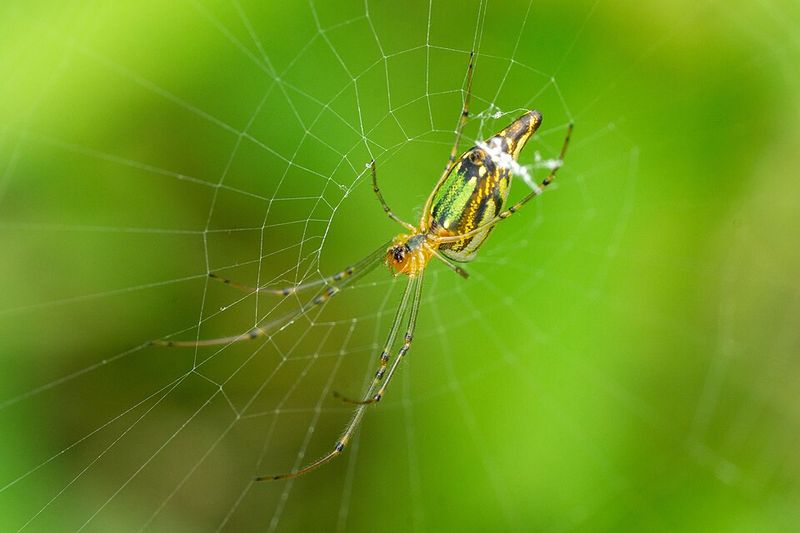 Surprisingly Timid Despite The Intimidating Size Surprisingly Timid Despite The Intimidating Size