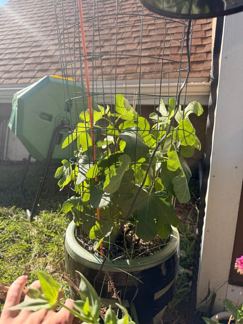 Surround The Shrub With A Wire Cage Surround The Shrub With A Wire Cage