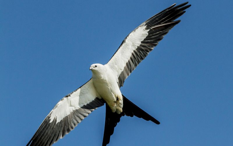 Swallow-Tailed Kites Are Already Heading South Swallow-Tailed Kites Are Already Heading South