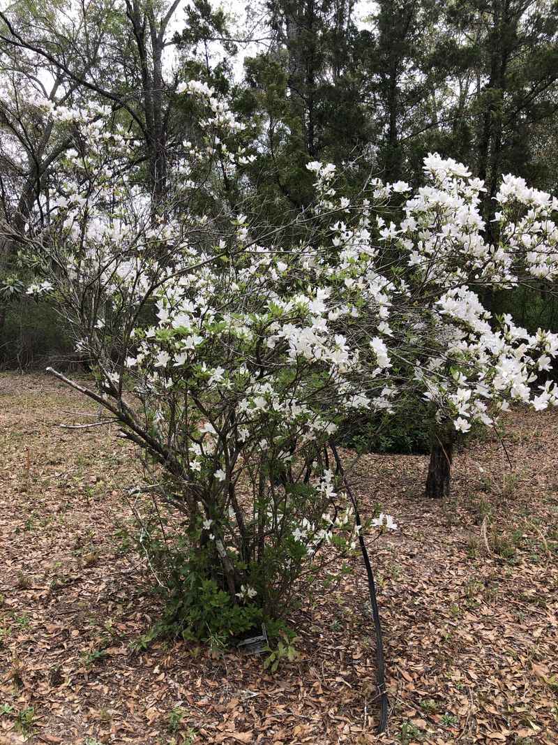 Swamp Azalea Fits Wet Coastal Garden Spots