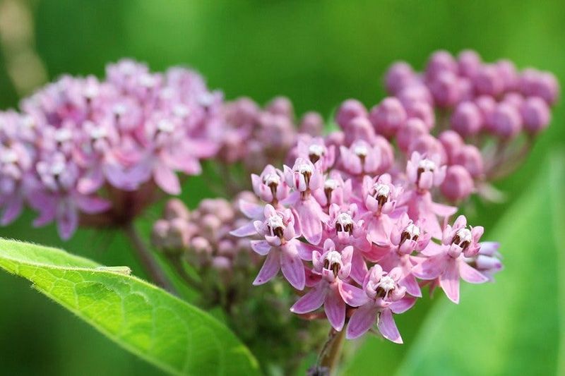Swamp Milkweed Swamp Milkweed
