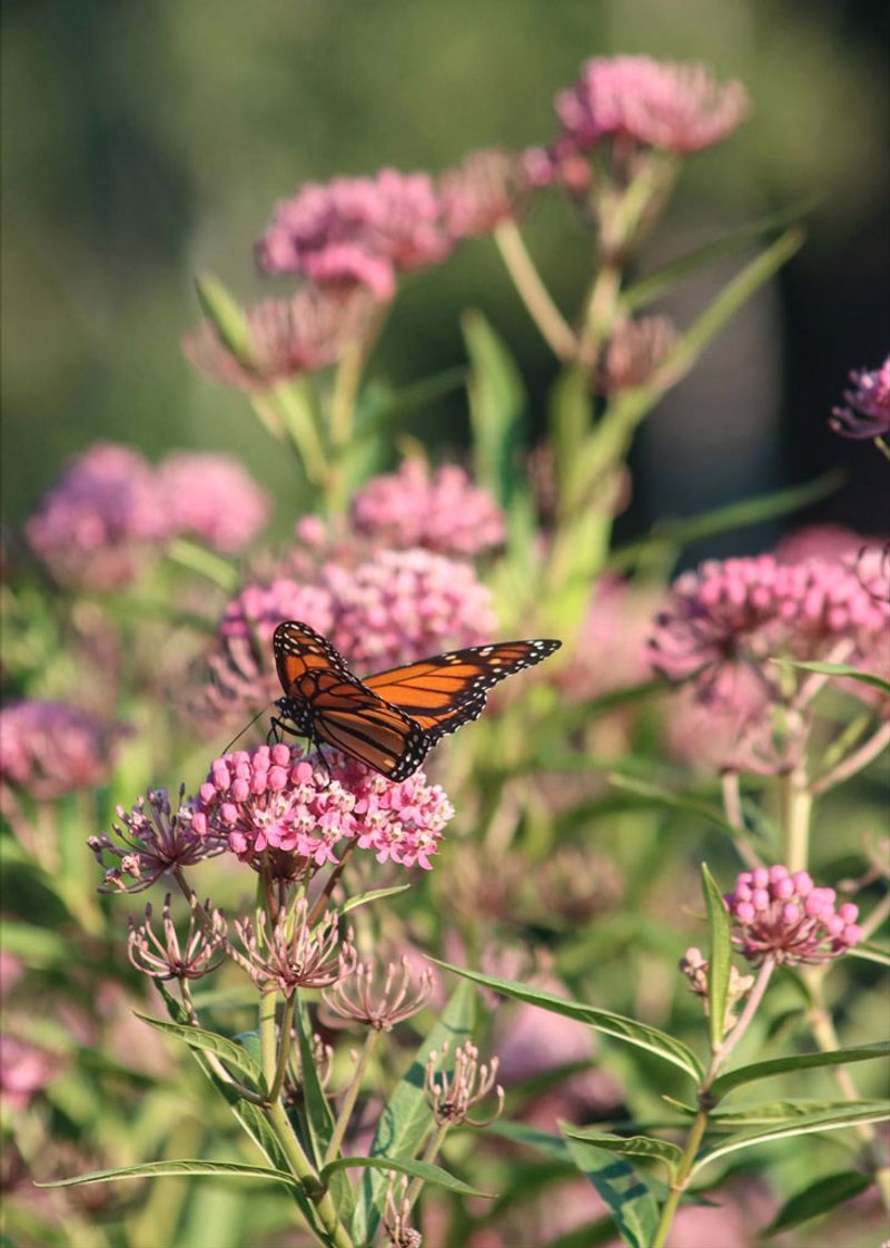 Swamp Milkweed (Asclepias incarnata)