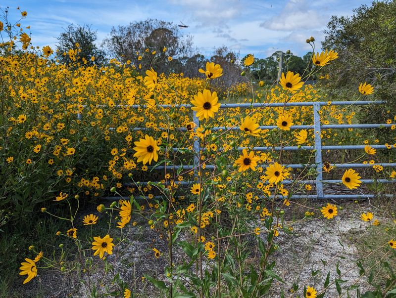 Swamp Sunflower Brings Bright Fall Color