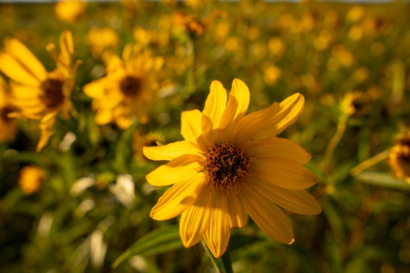 Swamp Sunflower Lights Up Ditches With Gold