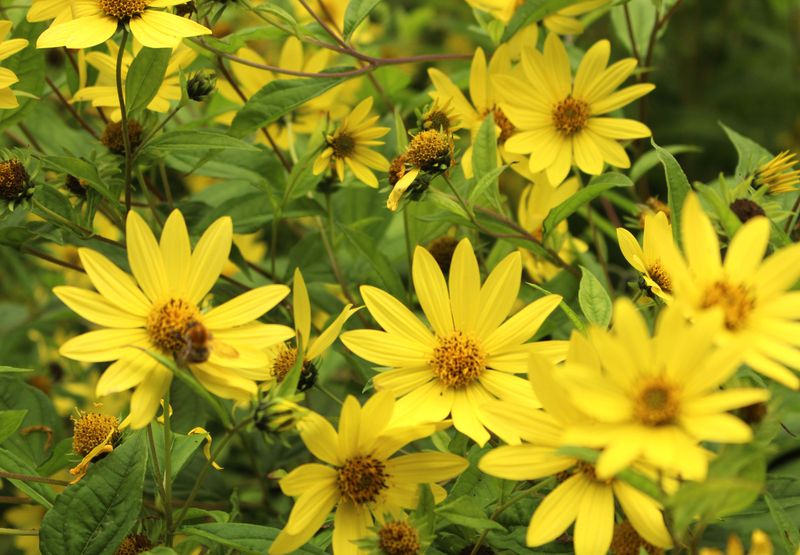 Swamp Sunflower Towers Over The Autumn Garden