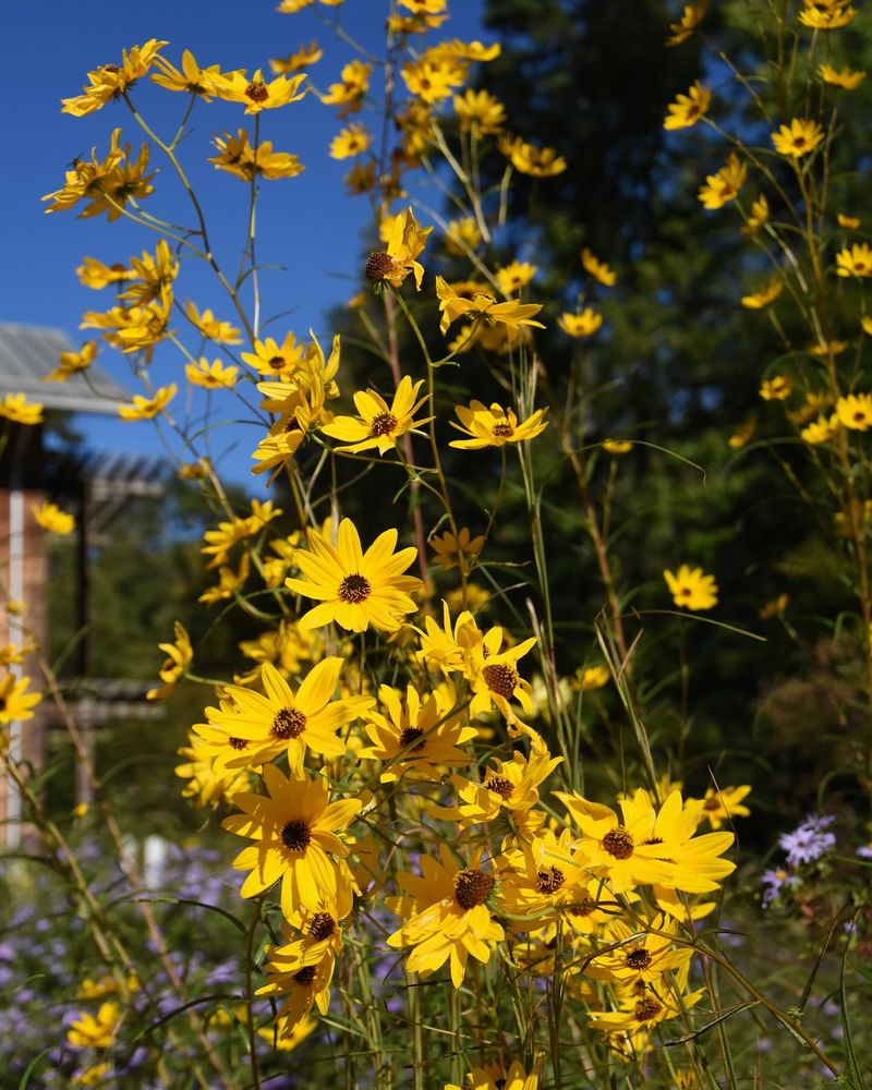Swamp Sunflowers Tower Over The Fence