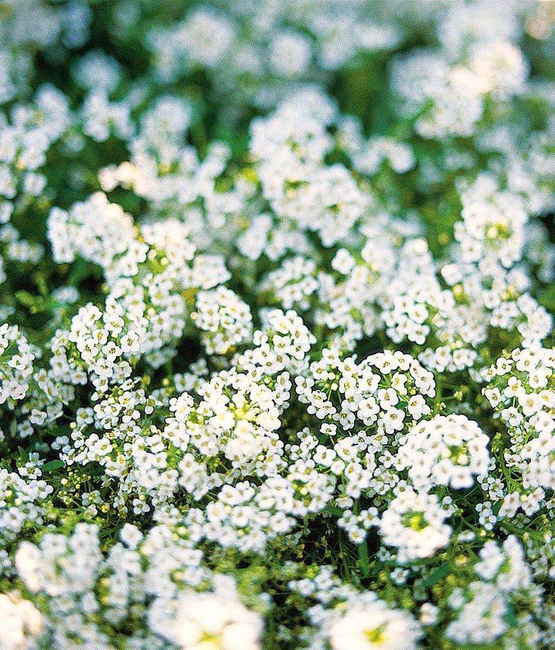 Sweet Alyssum Fills Gaps With Little Care Sweet Alyssum Fills Gaps With Little Care