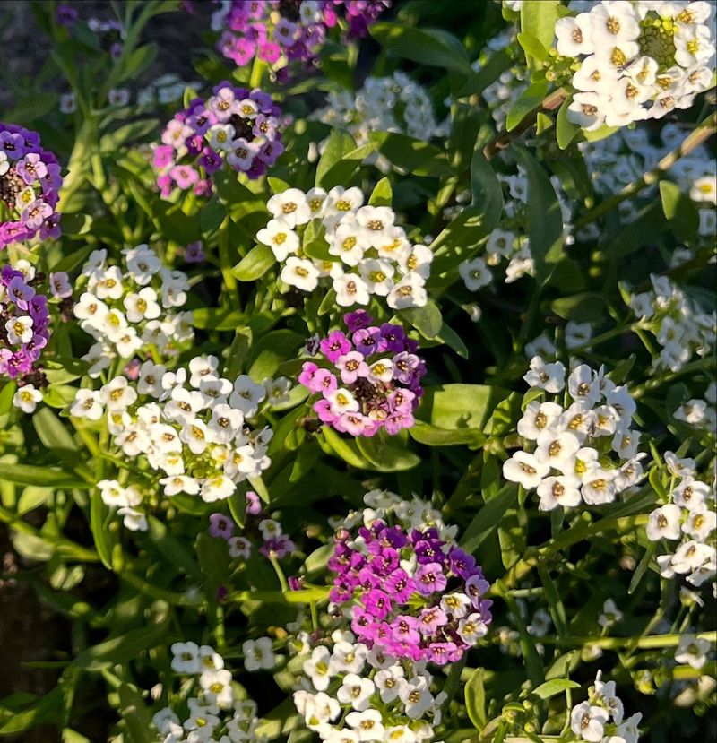 Sweet Alyssum Fills Partly Shaded Edges Sweet Alyssum Fills Partly Shaded Edges