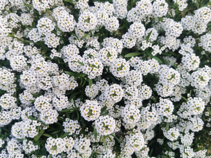 Sweet Alyssum For Honey Scented Carpets
