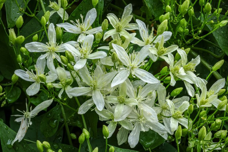 Sweet Autumn Clematis Drapes Fences In White Stars