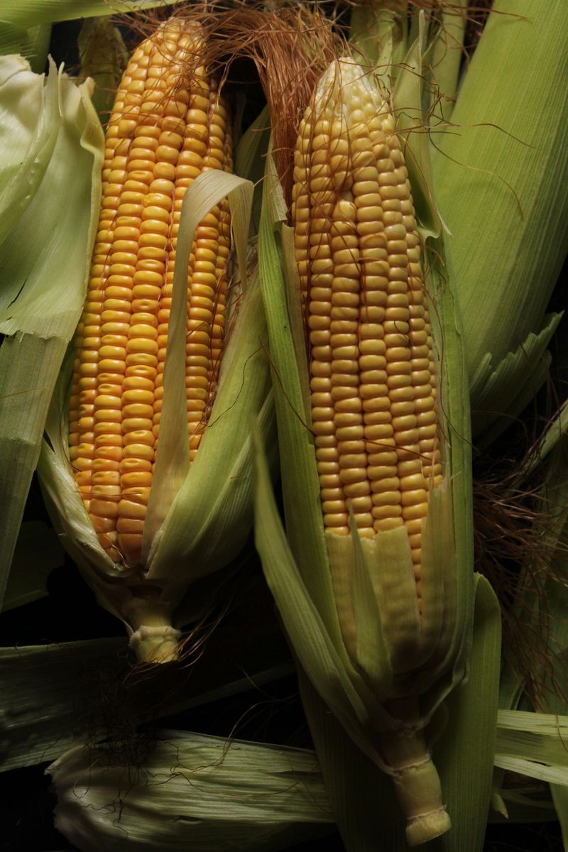 Sweet Corn Has A Short Harvest Window Sweet Corn Has A Short Harvest Window