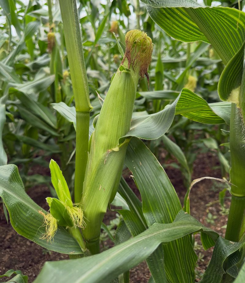Sweet Corn Sweet Corn