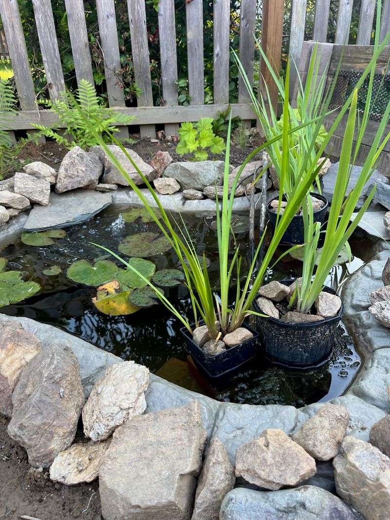 Sweet Flag Rests Easy In Deeper Water Sweet Flag Rests Easy In Deeper Water