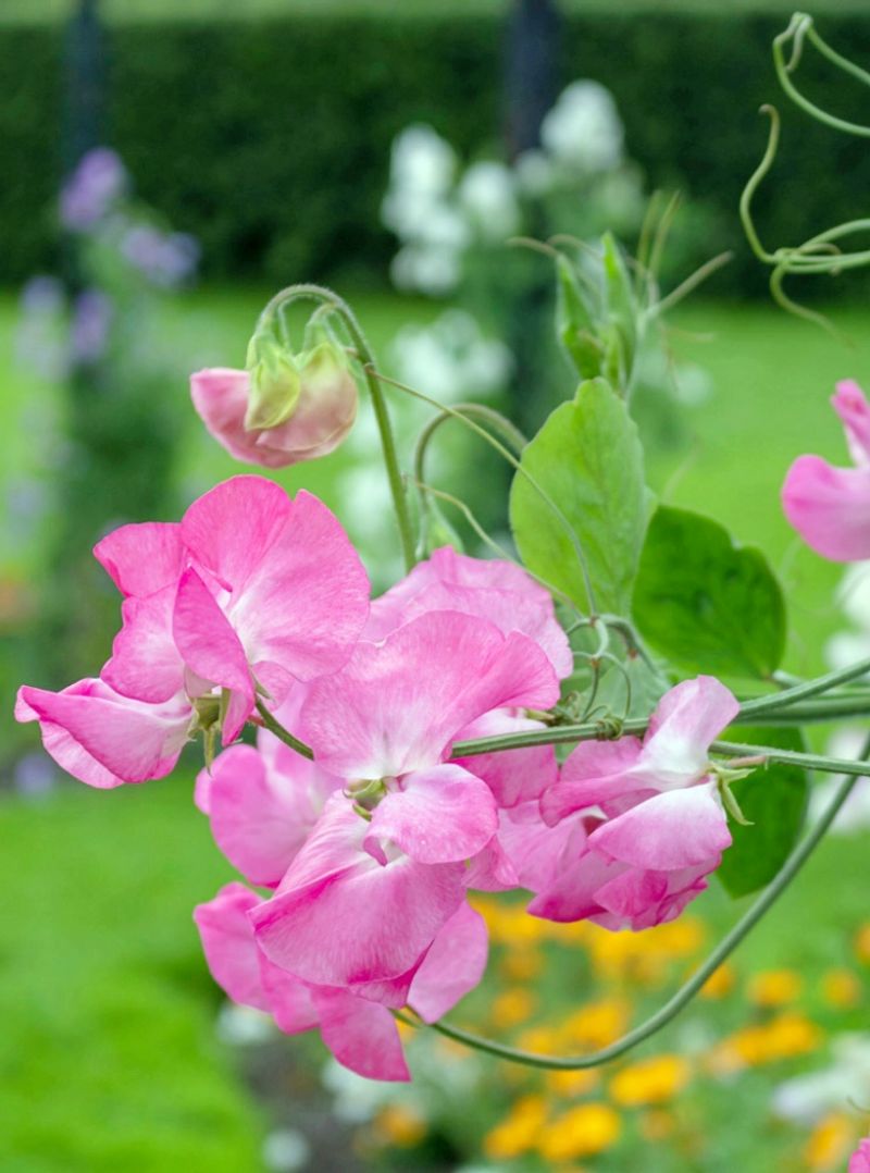 Sweet Pea Uses Delicate Tendrils To Climb