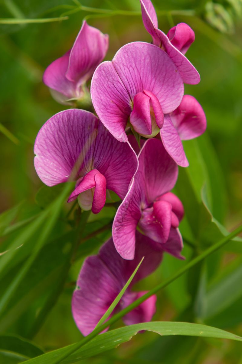 Sweet Peas For Fragrant Climbing Color