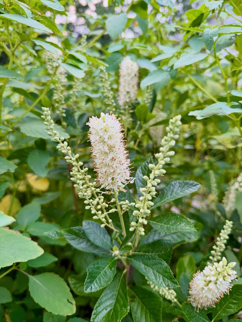 Sweet Pepperbush Sweet Pepperbush