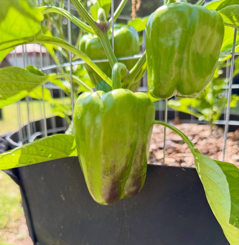 Sweet Peppers For A Surprise Second Flush Sweet Peppers For A Surprise Second Flush