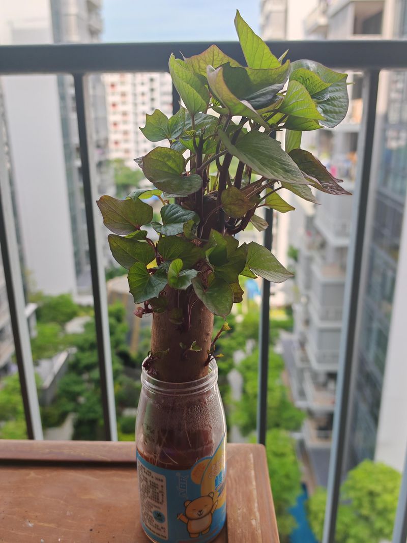 Sweet Potato Vines Can Overwinter As Cuttings